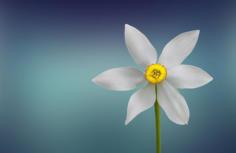 Fleur de paradis par Bess Hamiti