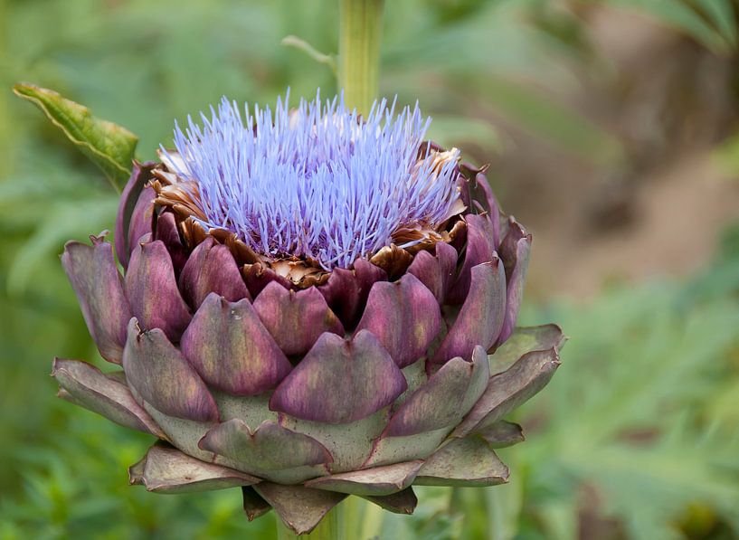 Blühende Artischocke von Ellen Driesse