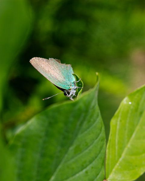 Schmetterling (grün) auf Blatt von Jeroen Brasz