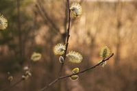 Nahaufnahme Solitärpflanze