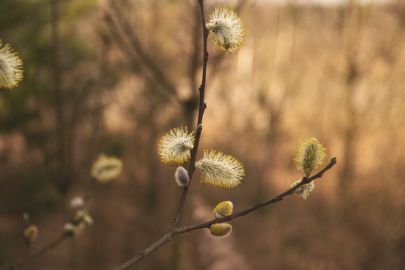 Nahaufnahme Solitärpflanze von Bjorn Cornelissen