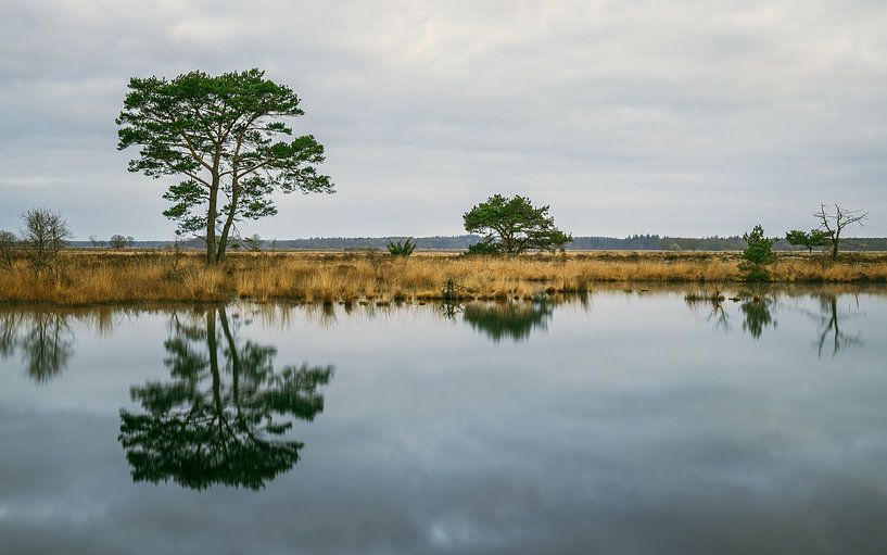 Dwingelderveld National Park by Marga Vroom