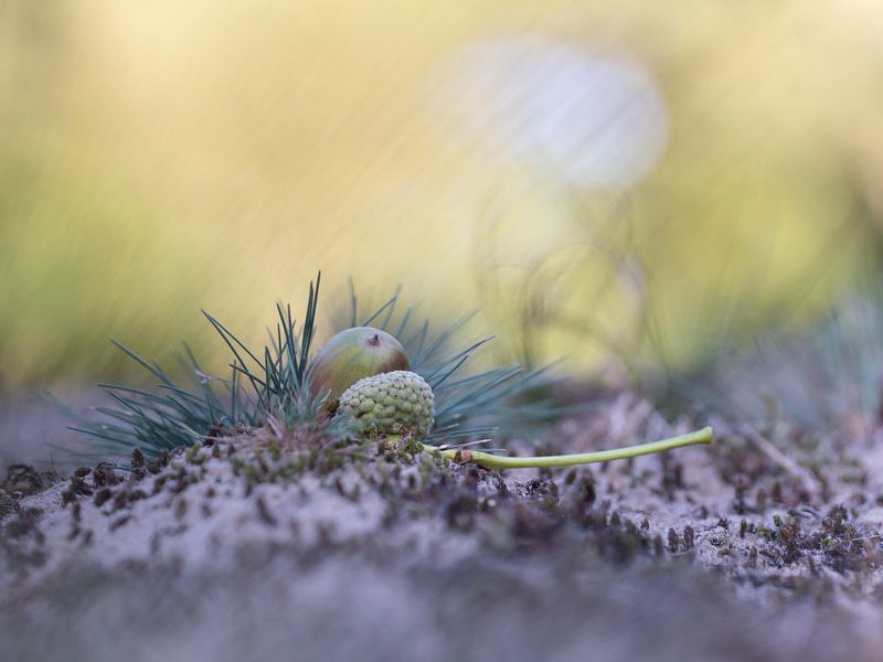 Eikeltje von Jacqueline Heemskerk