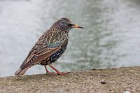 Starling