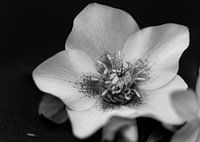 Une fleur sur analogique