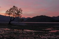 Boom bij zonsondergang