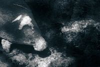 Pouvez-vous voir m(anat)ee ?