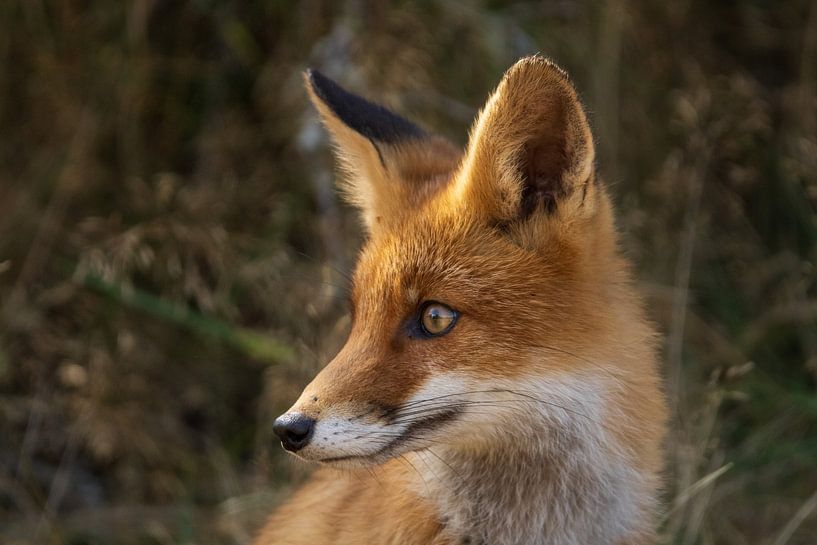 Vos par Astrid Dhaenens