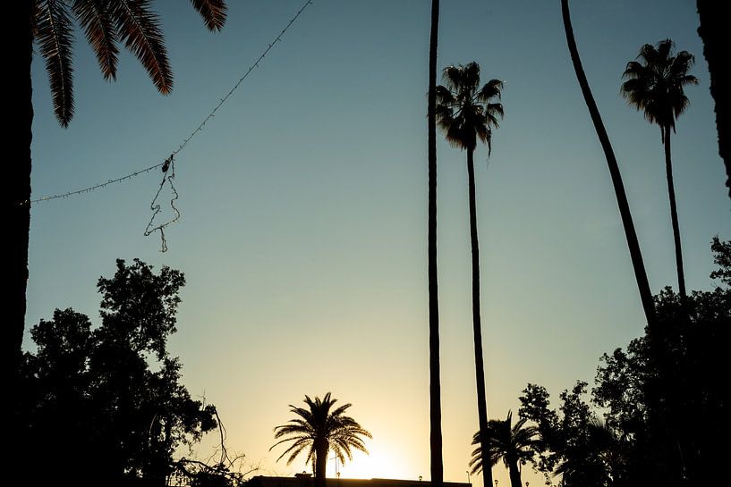 Palm Trees Marrakesh van Mariska Luth