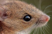 Portrait d'une souris des bois