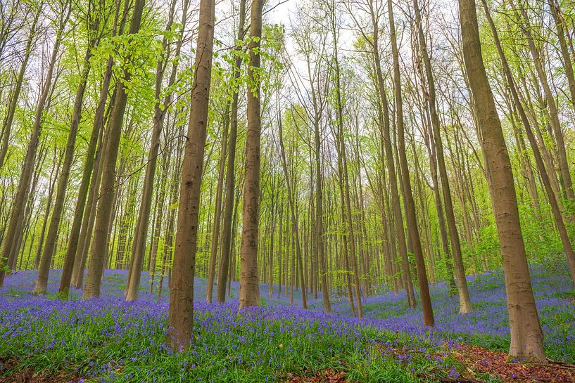 Forêt de campanules avec des fleurs épanouies sur le sol de la forêt par Sjoerd van der Wal Photographie