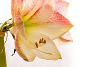 Amaryllis close-up