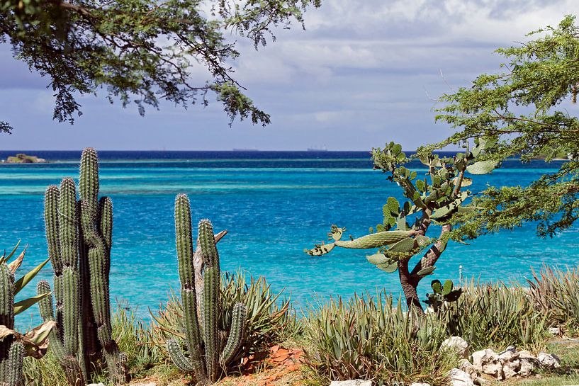 mangel halto aruba by gea strucks