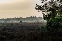 Sunrise on the Westerheide