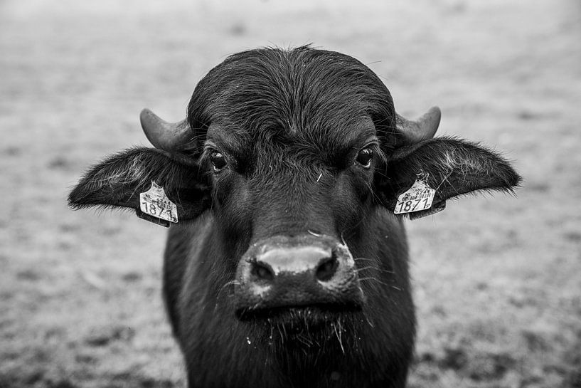 Intense Black-and-white Portrait of a Bull - Buffalo by Femke Ketelaar