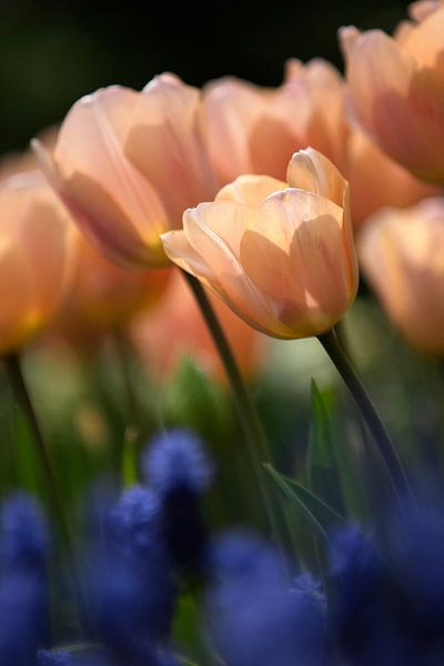 Hollandse Tulp Studie by Istvan Nagy