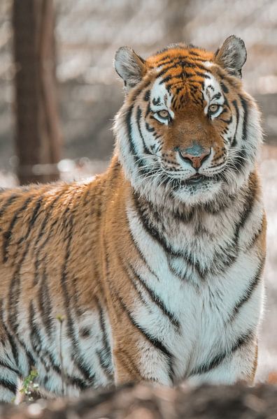Tiger at the zoo by Esther van Engen