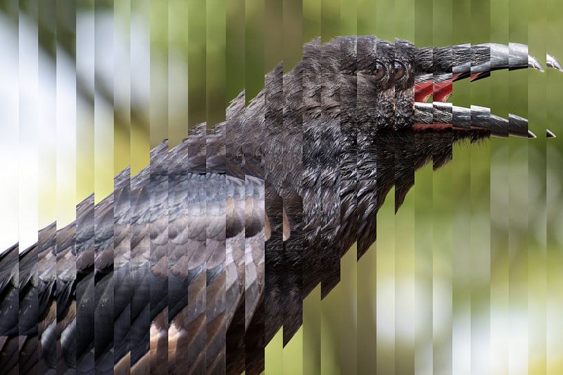 portrait of a shouting young common raven (Corvus corax), the large all black passerine bird cut in  by Maren Winter