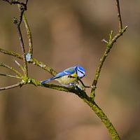 Blue tit
