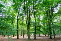 Les branches pleines de feuilles vertes dansent dans le vent.