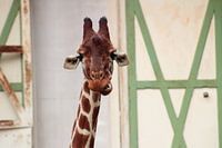 Lustige Giraffe