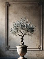 Eingetopfter italienischer Olivenbaum in einer alten italienischen Villa