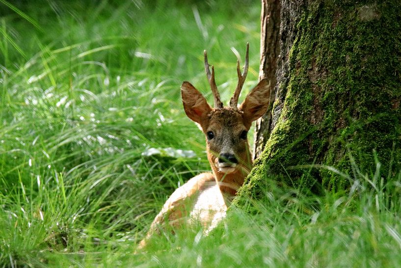 Ree von Herman van Alfen
