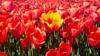 The orange red tulip among the rest