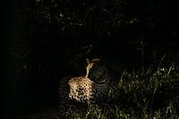 Sudden encounter with a leopard