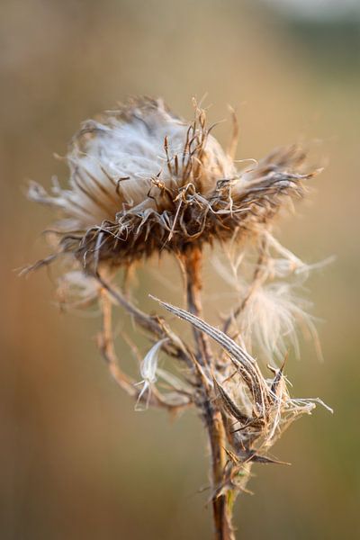 Trockene Blume von Mattijs kuiper