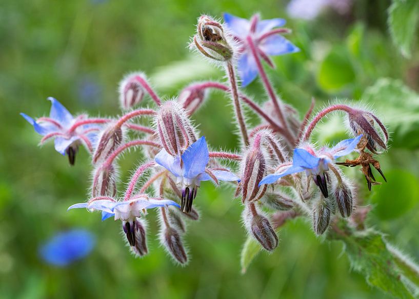Borage (Borago officinalis) by Alexander Ludwig
