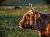 Scottish highlander in evening sun