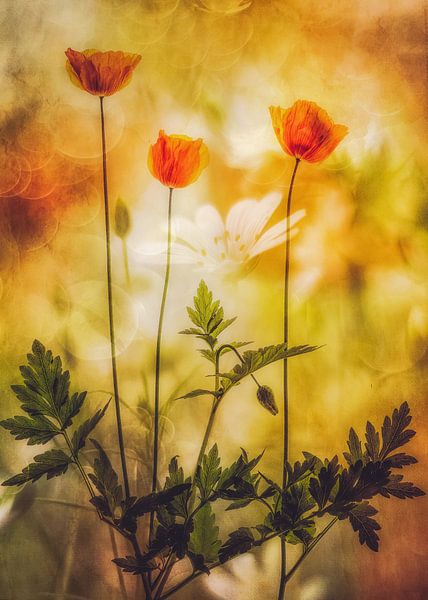 summers atmosphere by Hilda van der Lee