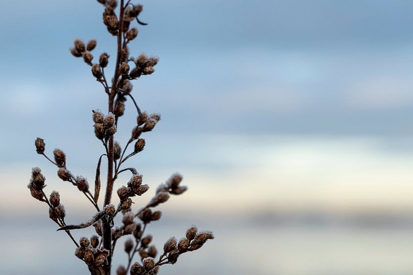 la simplicité de l'hiver par Danielle Bosschaart