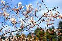 Blossom in the forest