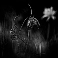 Lapwing flowers in black and white