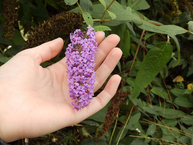rote Blumen von Sharon Peters