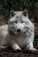 Arktischer Louvard mit Blättern