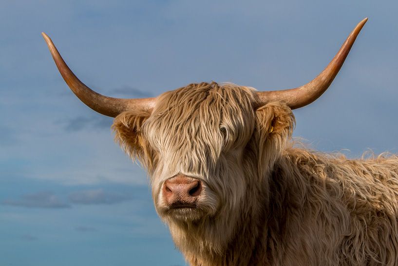 Blondie by Andre Brasse Photography