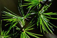 Needles - Green Radiance