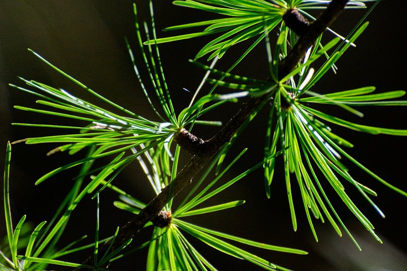 Needles - Green Radiance by Fabrizio Gallo