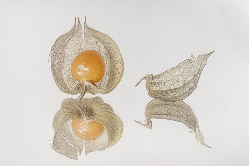 Orange Goldberry in einer offenen Hülle mit einem losen Blatt von Marjolijn van den Berg