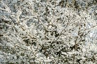 Tunique blanche de printemps.