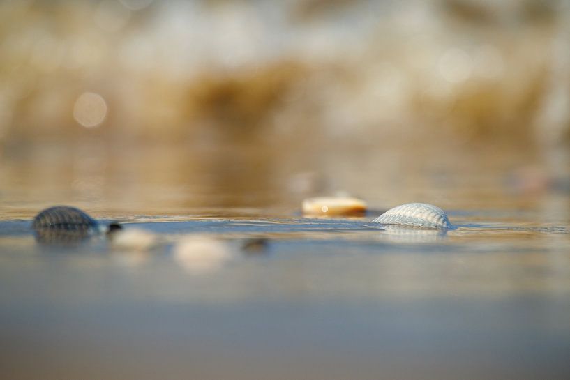 Coquillages sur la plage de Texel par Jan