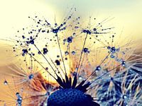 Pusteblume im Sonnenuntergang