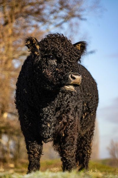 Young Galloway bull in the winter sunshine by Frans-Jan Snoek