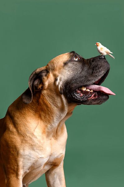 Hund Porträt von Petri Vermunt