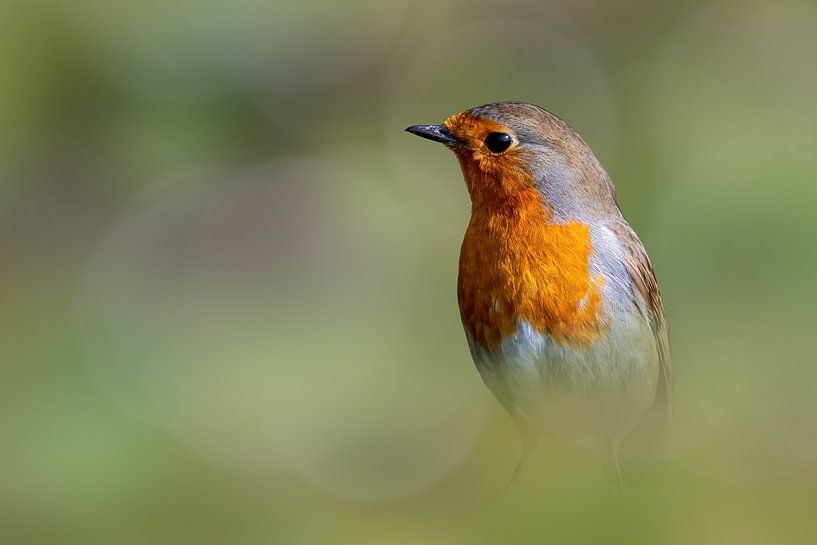 Robins on a nice bokeh background by Gianni Argese