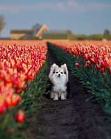 Freund des Floristen