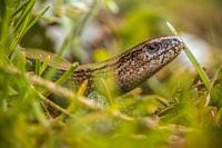 Blindschleiche (Anguis fragilis)